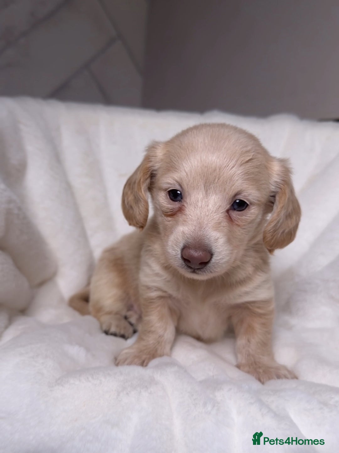 Miniature Dachshund dogs for sale: ℂ𝕝𝕖𝕒𝕣 ℂ𝕣𝕖𝕒𝕞 𝕄𝕚𝕟𝕚 𝔻𝕒𝕔𝕙𝕤𝕙𝕦𝕟𝕕𝕤 in Bootle - Image 13