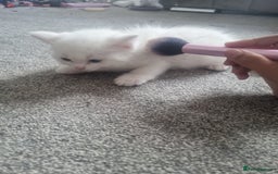 Mixed Breed cats for sale: Beautiful Littter of 4 kittens - Image 8