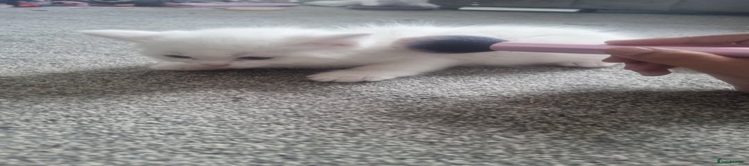 Mixed Breed Kitten 4