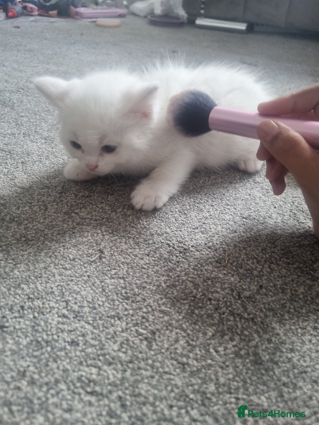 Mixed Breed cats for sale: Beautiful Littter of 4 kittens - Image 8