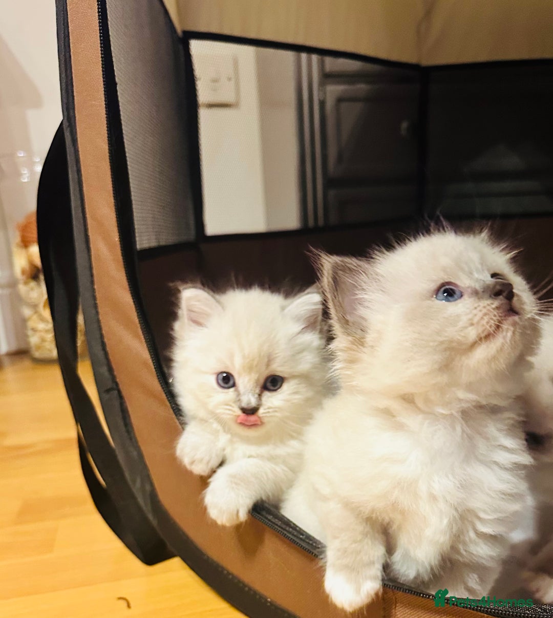 Siberian cats for sale: Neva Masquerade × Ragdoll Kittens – Hypoallergenic - Advert 16