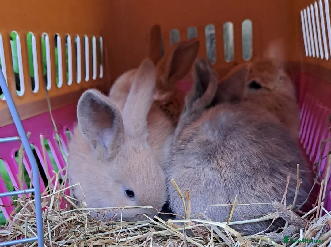 Continental Giant rabbits for sale: Pure Continental Giants - Vaccinated - RESERVE  😍 - Advert 7