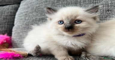 Siberian cats - Advert 4