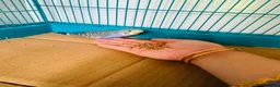 Budgerigars birds for sale: Budgie baby bird for 40 - Advert 2