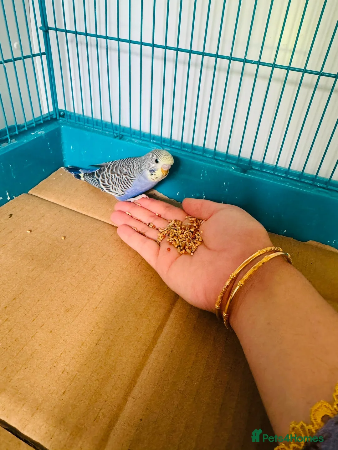 Budgerigars birds for sale: Budgie baby bird for 40 - Advert 2