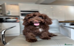 Cockapoo dogs for sale: ⭐️READY NOW⭐️Stunning DNA clear C f1 choc  - Image 2