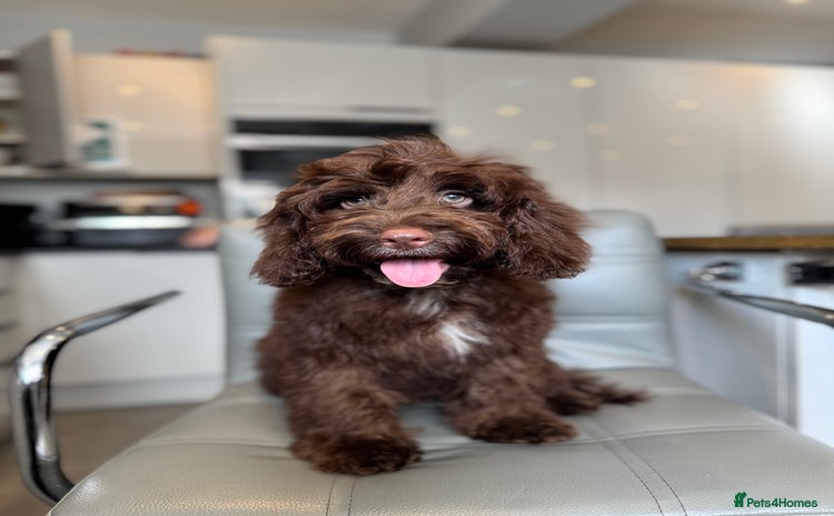 Cockapoo dogs - Advert 2