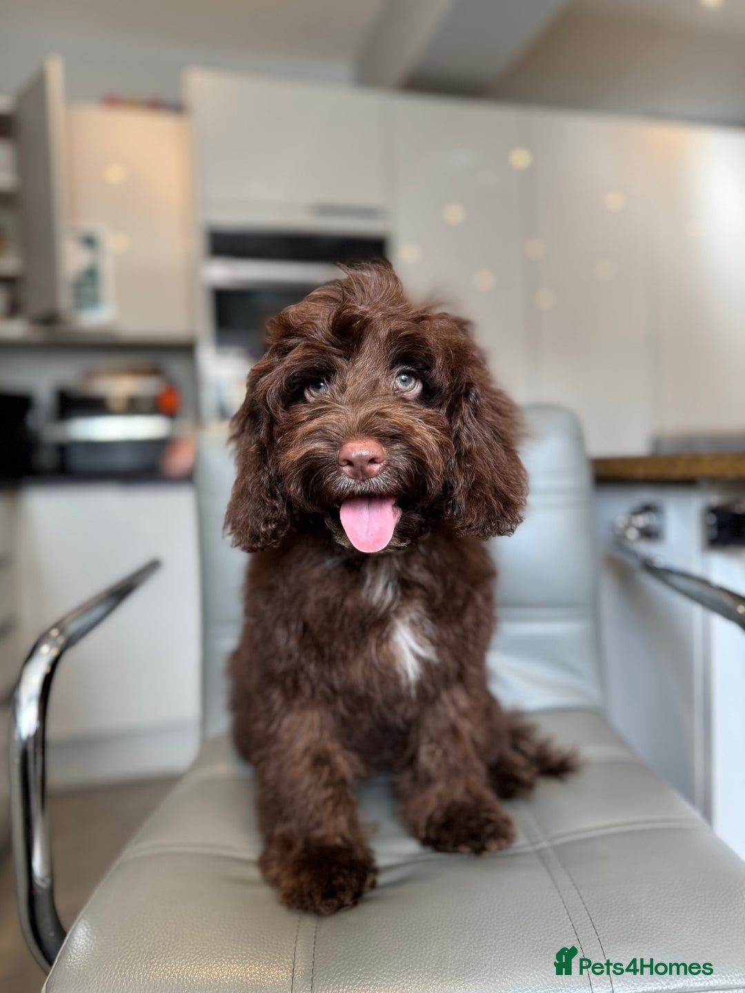 Cockapoo dogs for sale: ⭐️READY NOW⭐️Stunning DNA clear C f1 choc  - Image 2