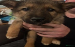 Mixed Breed dogs for sale: German shepherd x Alaskan malamute - Image 4