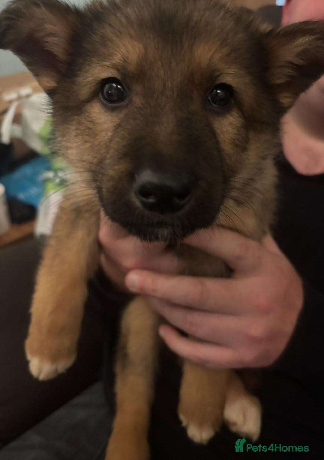 Mixed Breed dogs for sale: German shepherd x Alaskan malamute - Image 4