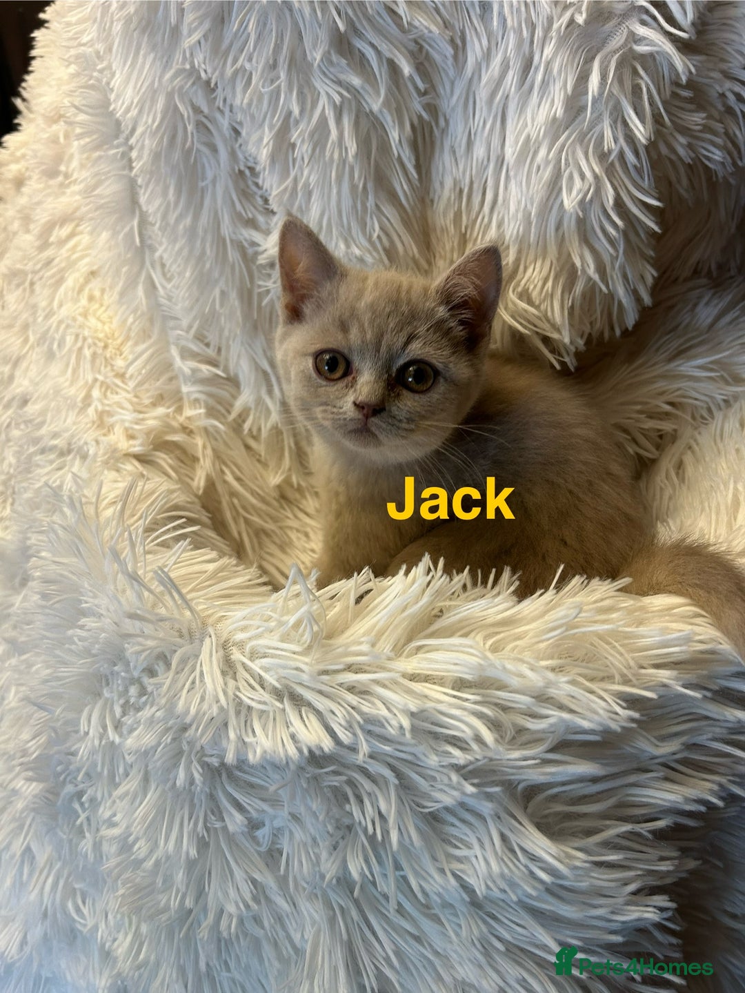 British Shorthair cats for sale: Beautiful chocolate&lilac Kittens awaiting homes - Image 7