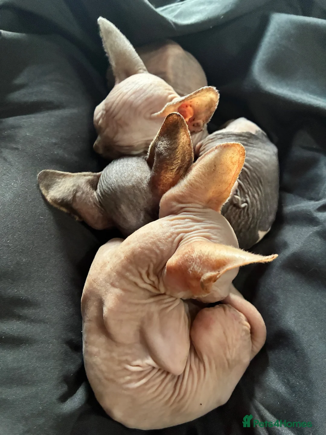 Sphynx cats for sale: 2 Sphynx kittens looking for forever homes  - Advert 8