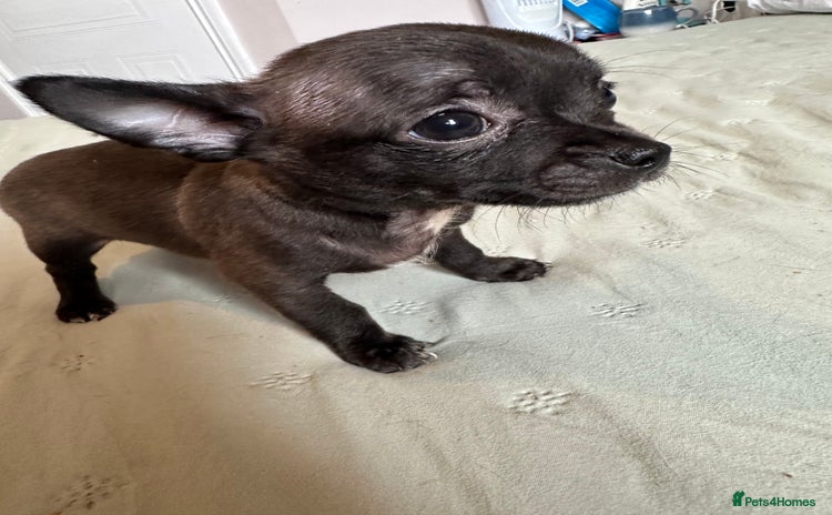Chihuahua dogs - Advert 4