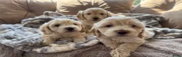 Cockapoo dogs for sale: Gorgeous cockerpop puppies  - Advert 3