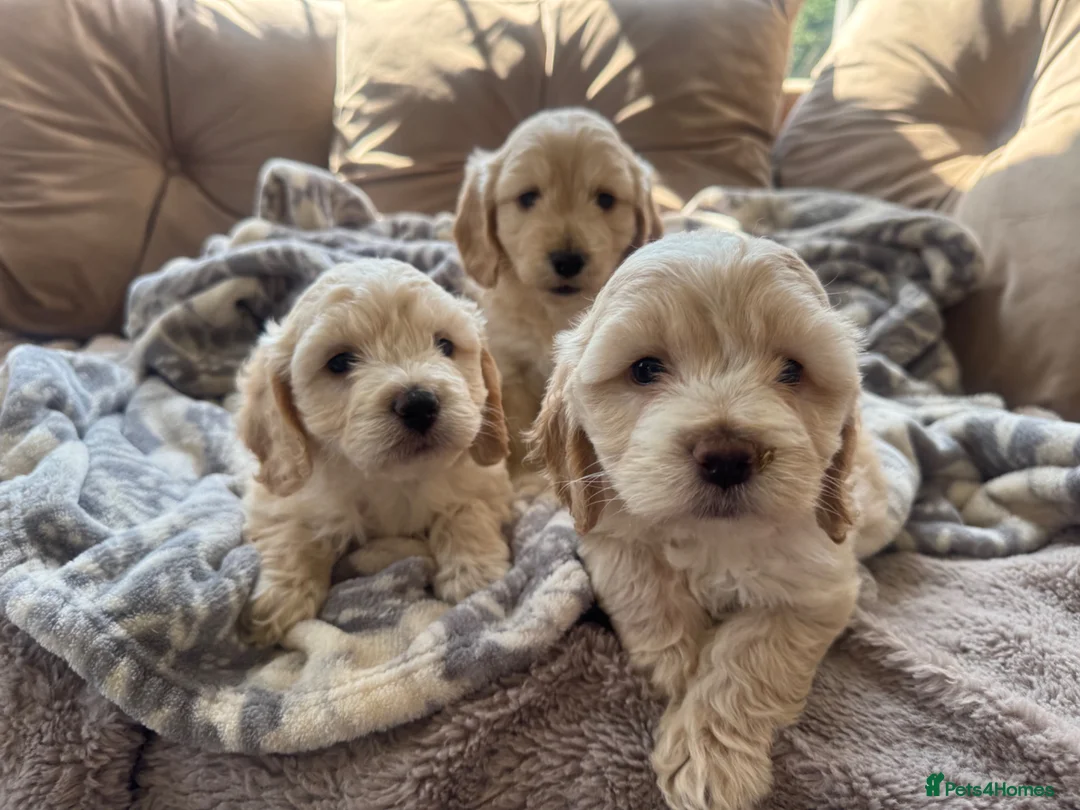 Cockapoo dogs for sale: cockapoo puppies  - Advert 6