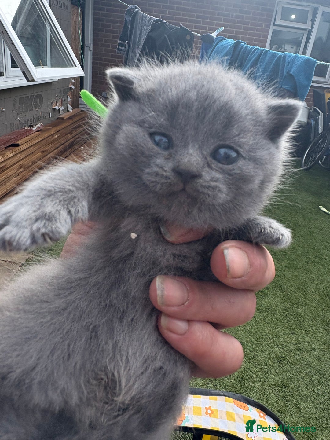 British Shorthair cats for sale: British Shorthair chocolate/grey colours  - Image 1