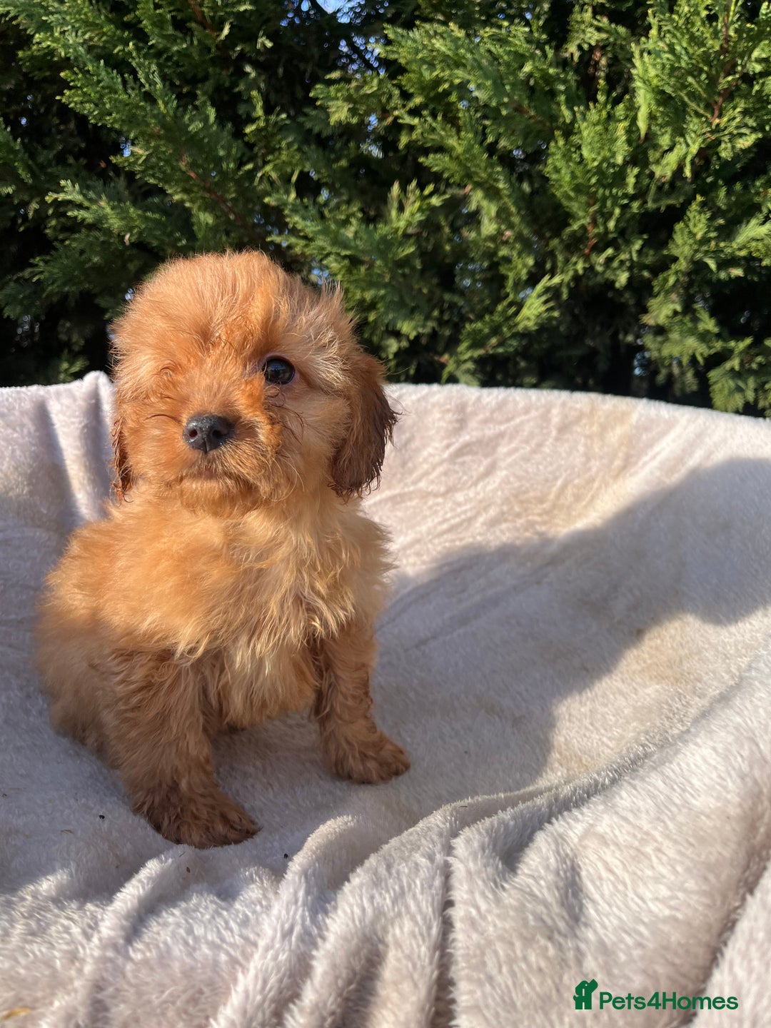 Cockapoo dogs for sale: Five beautiful cockapoos  - Advert 8