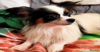 Papillon dogs in Denbigh - Advert 7
