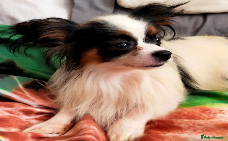 Papillon dogs in Denbigh - Advert 1