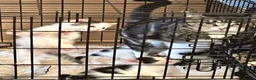 Mixed Breed cats for sale: Beautiful babies ready for collection - Advert 20