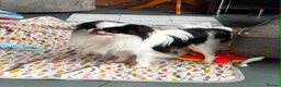 Mixed Breed dogs for sale: *Korean* Maltease - Advert 5