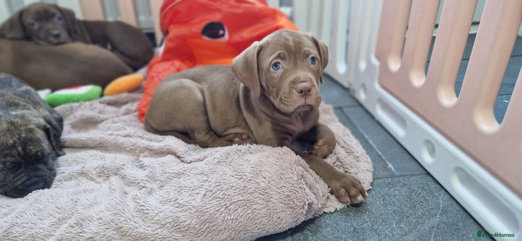 Mixed Breed dogs - Advert 5