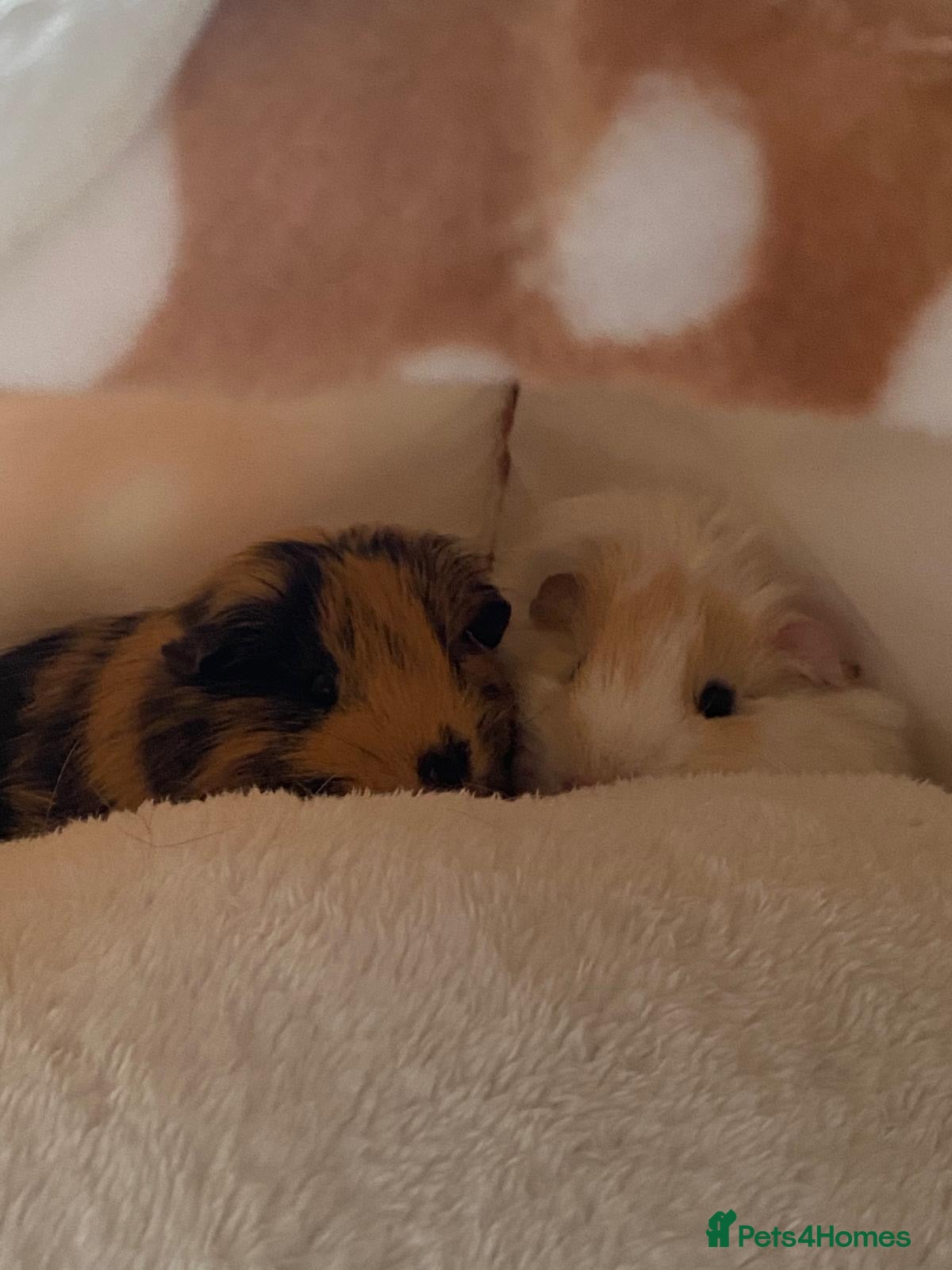 Guinea Pig rodents Two male piggies for sale - Advert 1