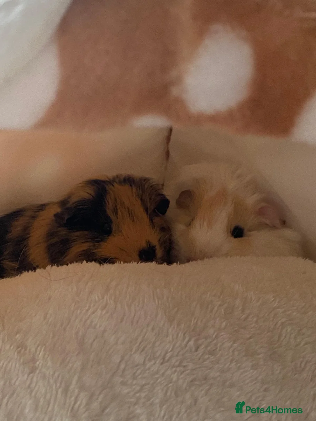 Guinea Pig rodents for sale: Two male piggies for sale - Advert 1