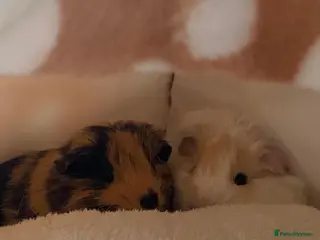 Guinea Pig rodents Two male piggies for sale - Advert 1