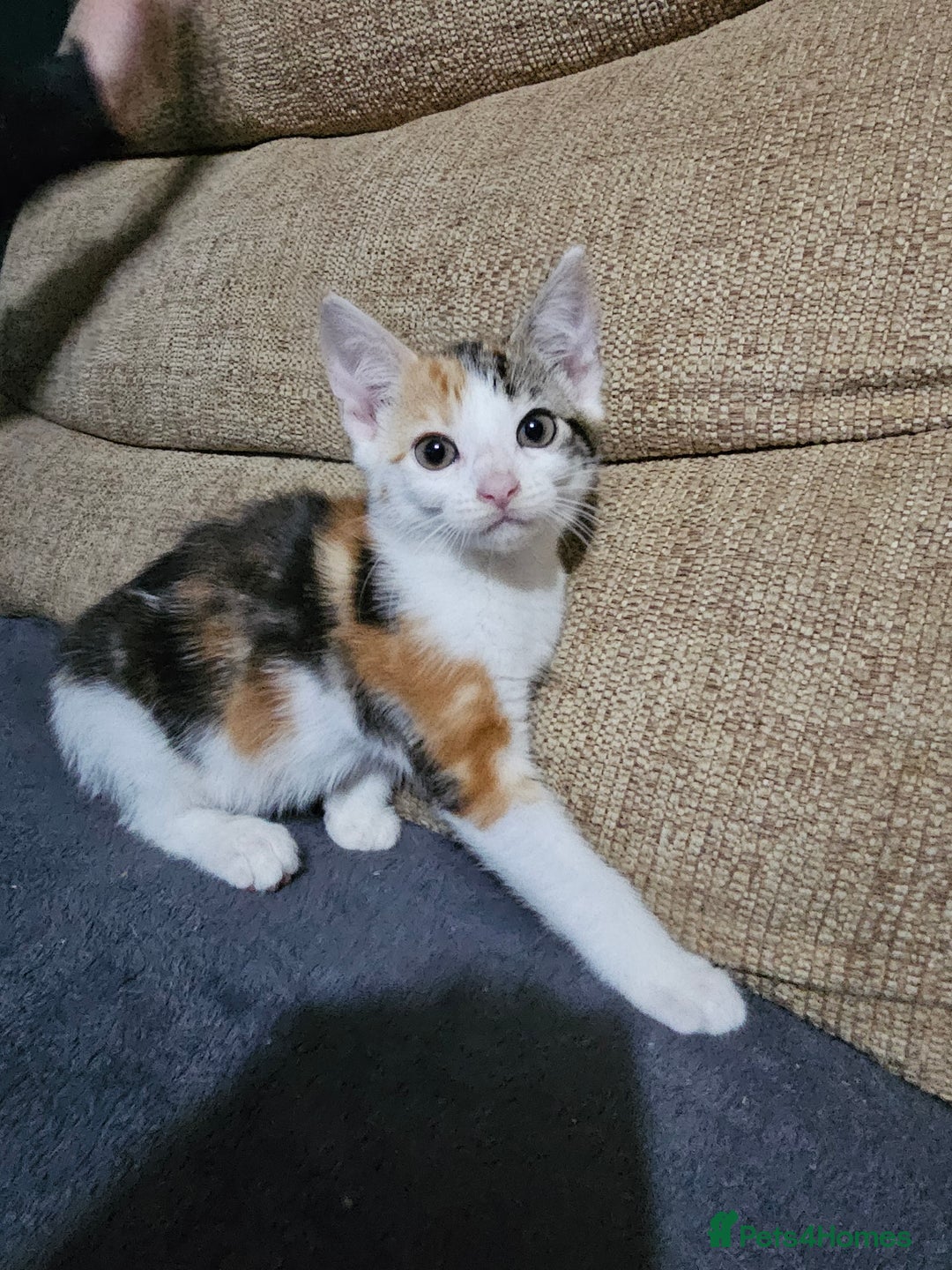 Mixed Breed cats for sale: Beautiful kittens available for sale - Advert 4