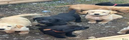 Labrador Retriever dogs for sale: Labrador Puppies - Advert 5