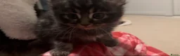 Maine Coon cats for sale: Maine Coon / Tabby Mix Kittens in March - Advert 11