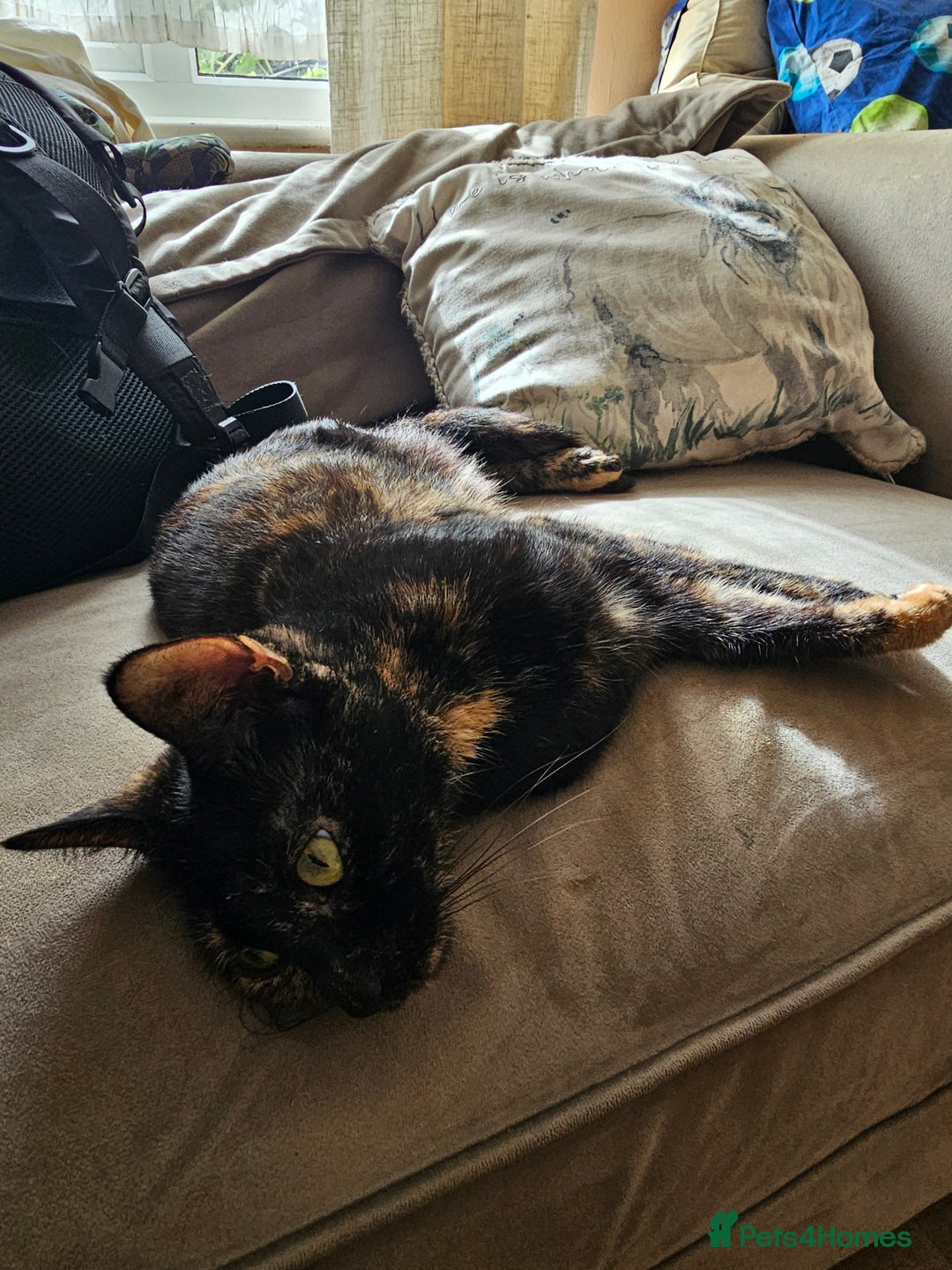 Mixed Breed cats for sale: 2 beautiful kittens one ginger one black - Image 3
