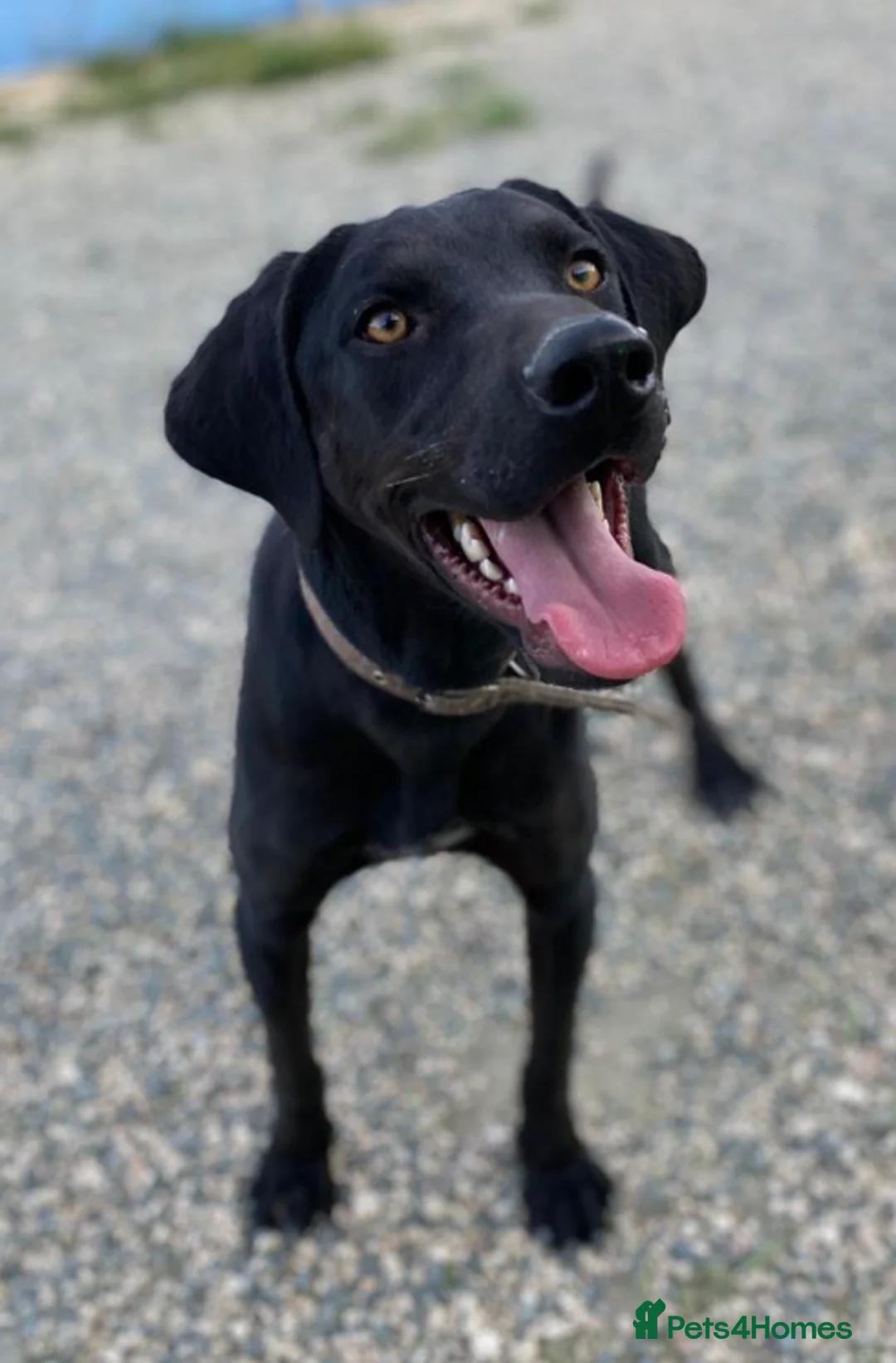 Labrador Retriever dogs for adoption: Joey - waiting over 3 years for a home - Advert 2
