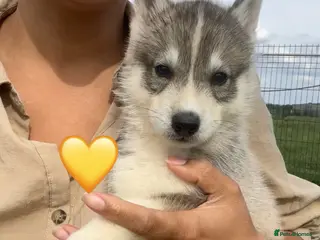 Siberian Husky dogs Outstanding KC Registered Puppies - Advert 6