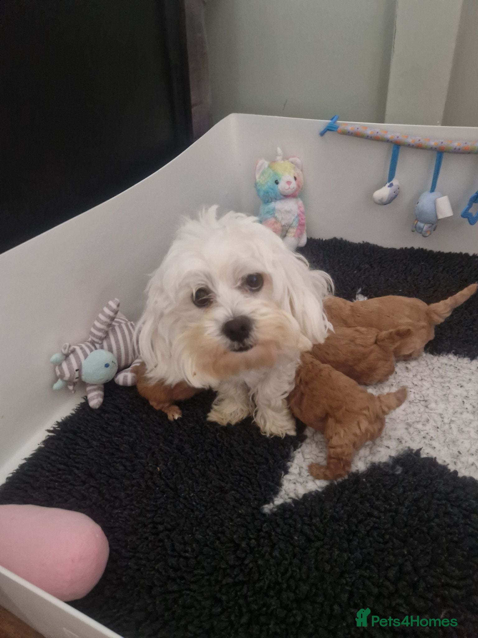 Poochon dogs Health tested beautiful poochons  - Advert 1