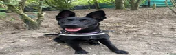 Mixed Breed dogs for adoption: ❤️🐶 MULAN – BEAUTIFUL, BRILLIANT & READY  - Advert 1