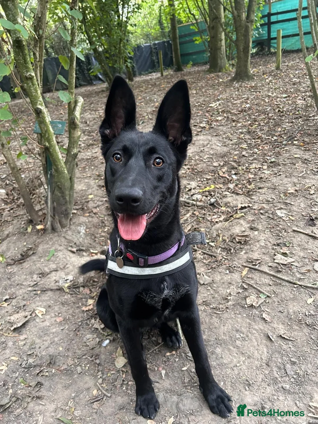 Mixed Breed dogs for adoption: ❤️🐶 MULAN – BEAUTIFUL, BRILLIANT & READY  - Advert 1
