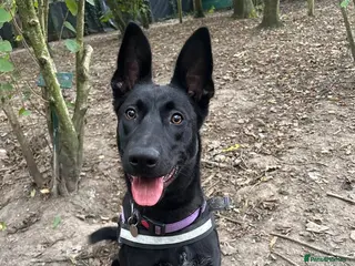 Mixed Breed dogs ❤️🐶 MULAN – BEAUTIFUL, BRILLIANT & READY - Advert 1
