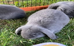Mini Lop rabbits for sale: Male mini lop babies READY TO LEAVE  - Image 14