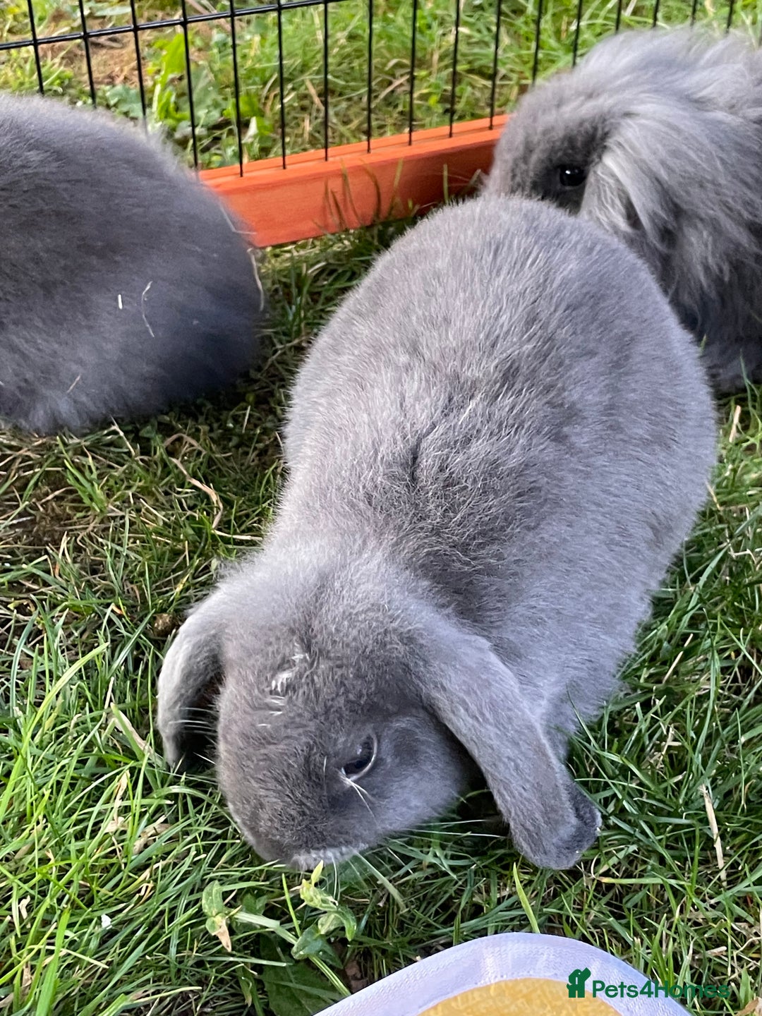 Mini Lop rabbits for sale: Male mini lop babies READY TO LEAVE  - Image 14