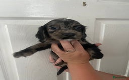 Cocker Spaniel dogs for sale: Merl cocker spaniel puppies  - Image 10