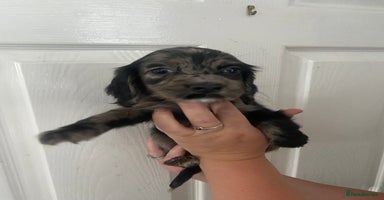 Cocker Spaniel dogs - Advert 6