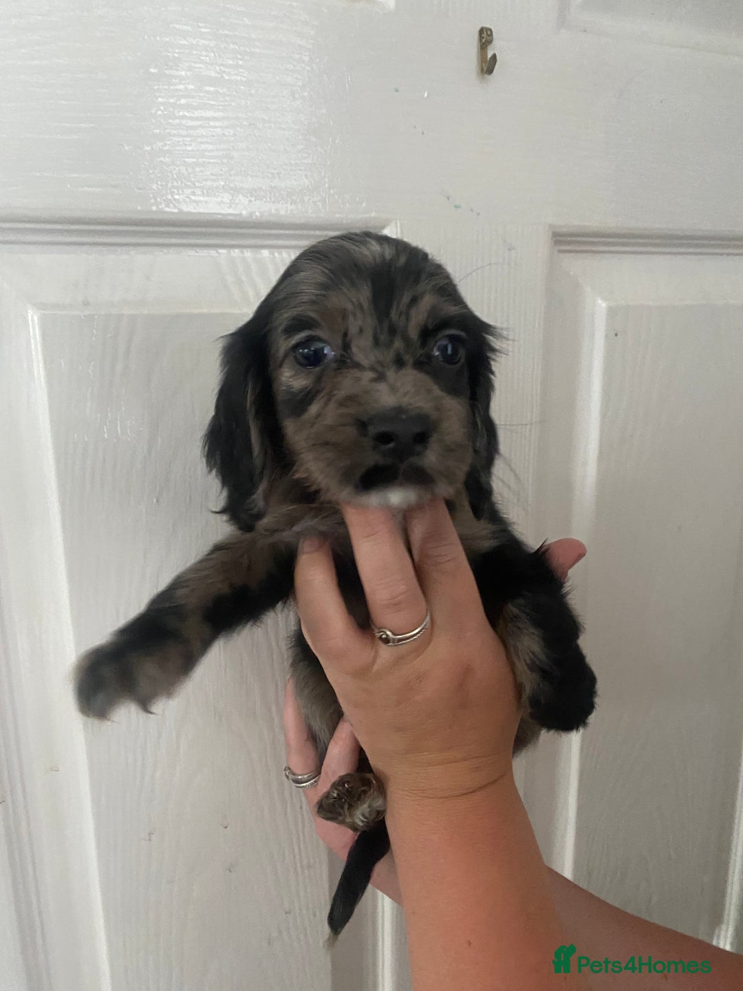 Cocker Spaniel dogs for sale: Merl cocker spaniel puppies  - Image 10