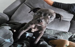 Mixed Breed dogs for sale: Accidental litter - Image 10