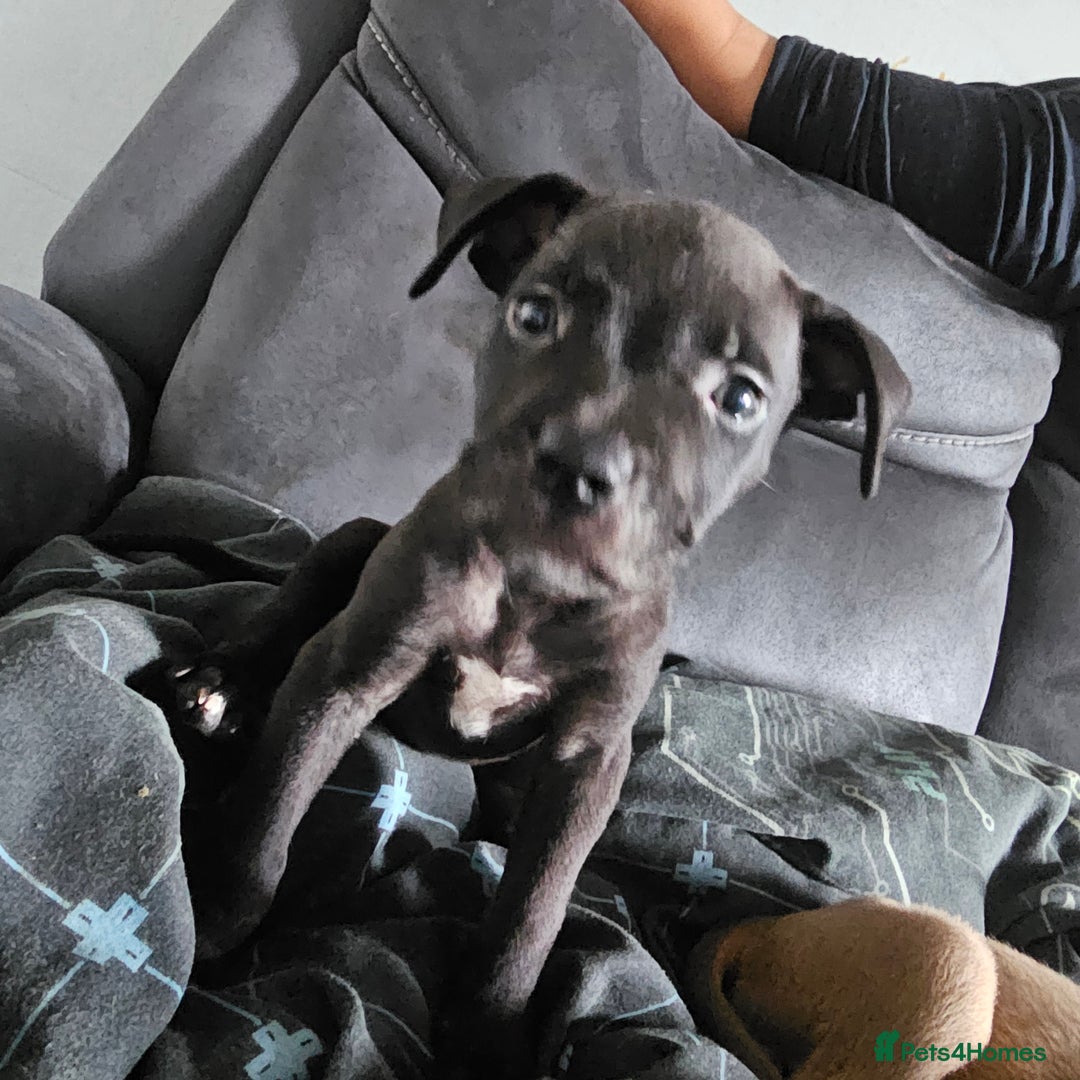 Mixed Breed dogs for sale: Accidental litter - Image 10