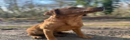 Labrador Retriever dogs for sale: KC Labrador Retriever Puppies - Advert 2