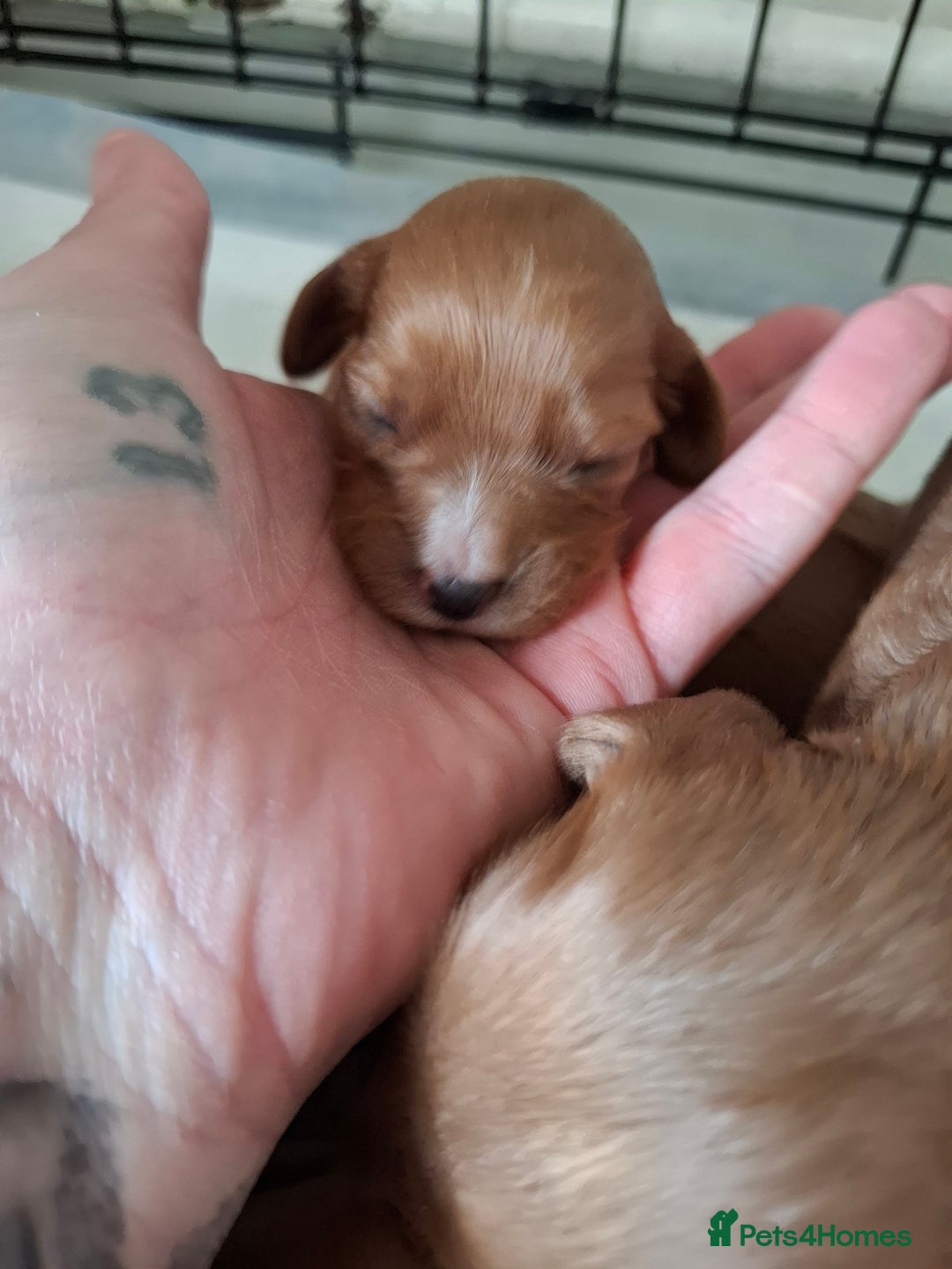 Cavapoo dogs for sale: 5 stunning cavalier puppies  - Image 6