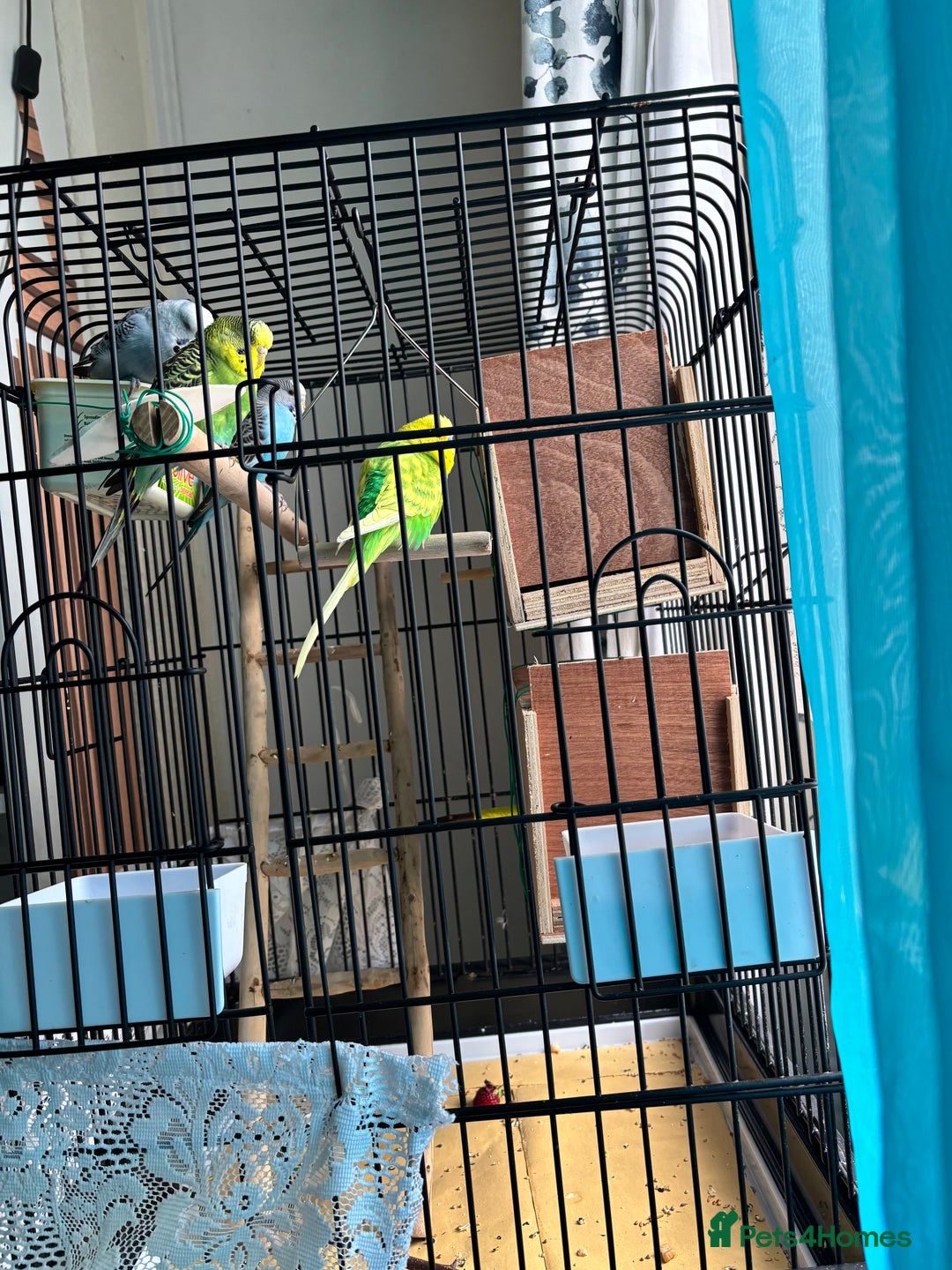 Budgerigars birds for sale: 4 Beautiful Budgies 2 Males 2 Females - Image 17