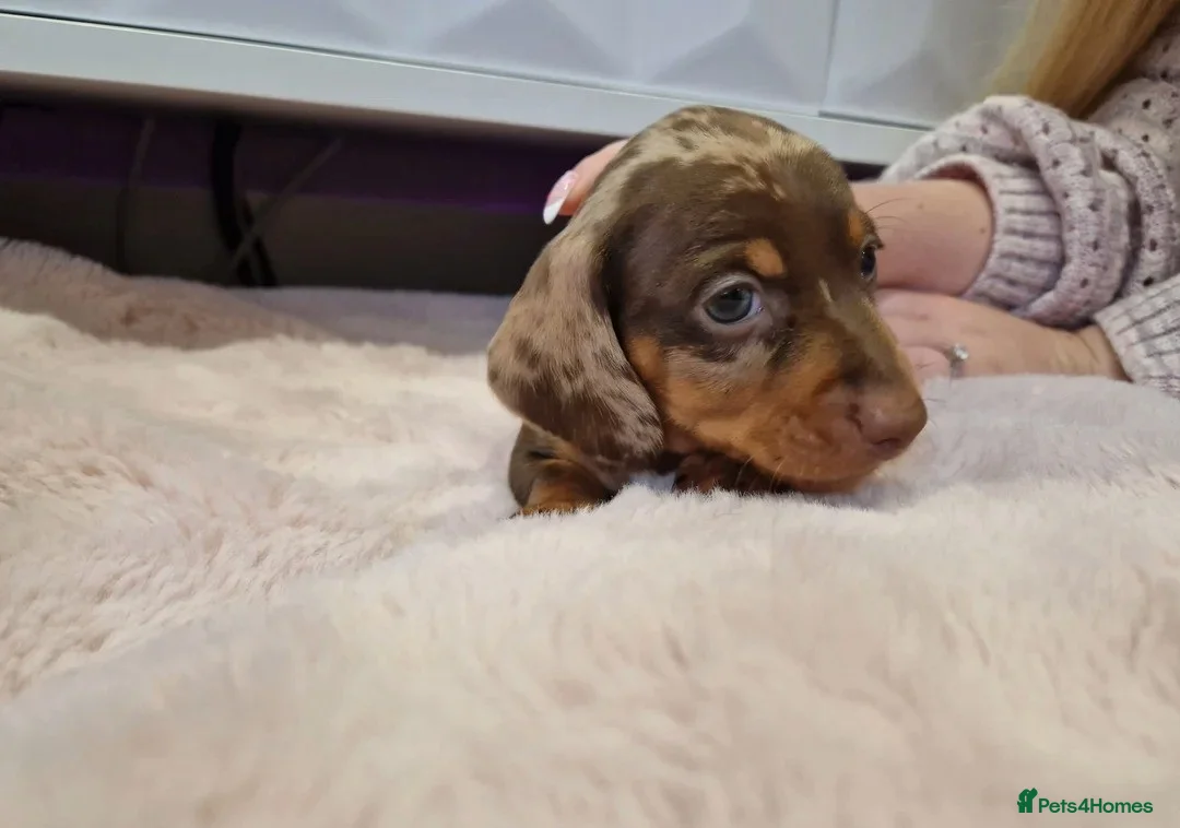 Miniature Dachshund dogs for sale: Healthy, Well‑Socialised Mini Dachshund Puppies! - Advert 14